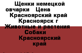 Щенки немецкой овчарки › Цена ­ 20 000 - Красноярский край, Красноярск г. Животные и растения » Собаки   . Красноярский край